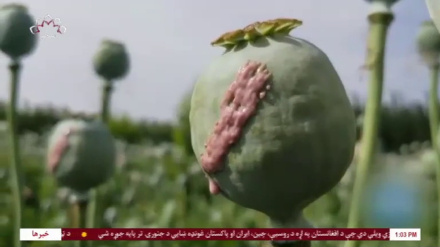 کاهش 92 درصدی عواید حاصل شده از مواد مخدر در افغانستان 
