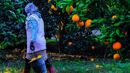 Berba naranči u voćnjacima Golestana