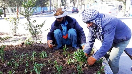طرح شهرداری هرات برای گسترش فضای سبز