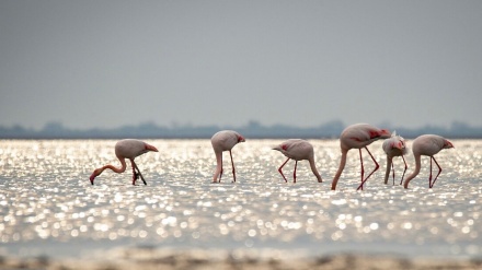 Miankale, zemlja flamingosa
