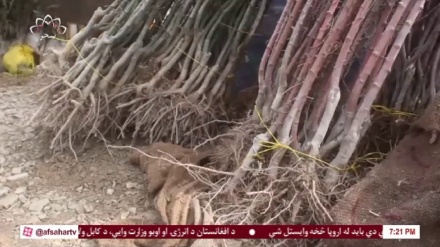 ادامه کمپاین نهال شانی در ولایت هرات 