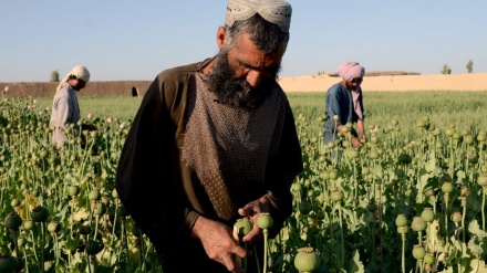 افزایش 20 درصدی تولید موادمخدر صنعتی در افغانستان