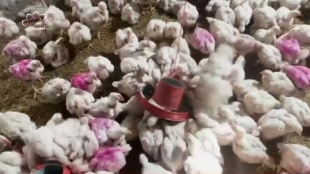 افزایش تولید مرغ گوشتی در زابل