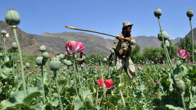 طالبان برای مبارزه با موادمخدر از سازمان ملل کمک خواستند