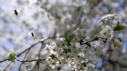 ایران کے صوبہ لرستان میں کھلتے بہار کے پھول