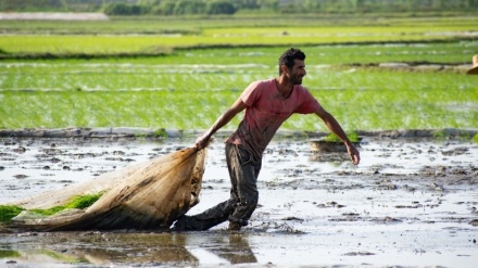 Presađivanje riže u pokrajini Gilan