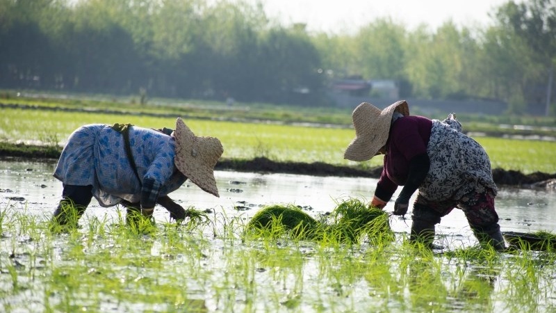 چاندنی برینج لە گیلان- ئێران