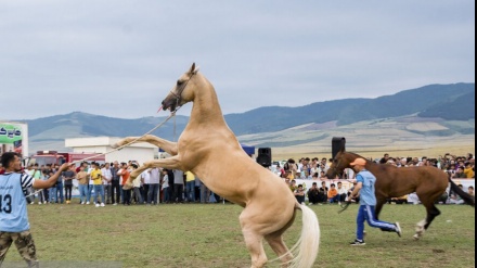 Festîvala Neteweyî ya Bedewiya Hespê resen ê Tirkmen