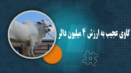 گاوی عجیب به ارزش 4 میلیون دالر