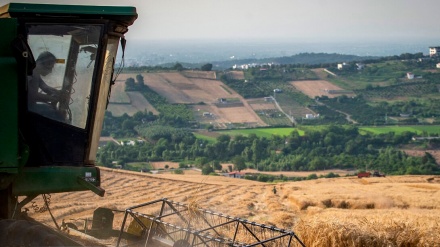 Demsala Hilberîna Gênim