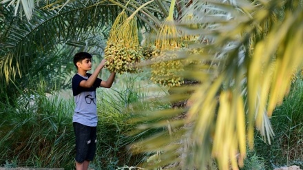 Hilberîna Rotebê di demsala Xurmepêjanê da