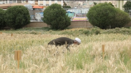 افزایش حاصلات گندم در سال روان