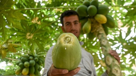 Li Xorasana Bakur 'Papaya' tê berhemanîn