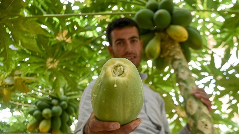 Li Xorasana Bakur 'Papaya' tê berhemanîn