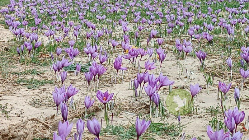 برگزاری جشنواره زعفران در هرات