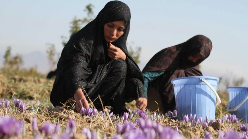 اتحادیه زعفران افغانستان: بیش از ۵۰ هزار زن در هرات در صنعت فرآوری زعفران کار می‌کنند