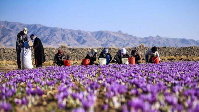 افزایش ۳۰ فیصدی تولید زعفران در افغانستان