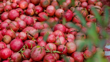 فستیڤاڵی هەنار لە گوندی جوانی ساتیاری پاوە