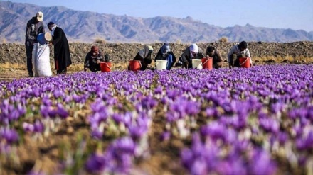 چاندنی زافەران لە پارێزگای کرماشان