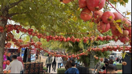 دەیەمین فێستیڤاڵی هەناری هەڵەبجە بەڕێوەچوو