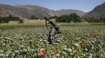 MIANMAR I DALJE NAJVEĆI SVJETSKI PROIZVOĐAČ OPIJUMSKOG MAKA I HEROINA