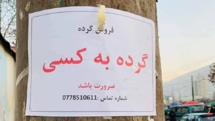 د بډوډو د پيوند منع کولو حکم پایلې