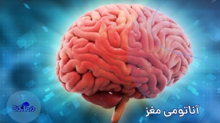 ڕەوشی دەرمان کردنی تازەی خانە شیرپەنجەییەکانی میشکی