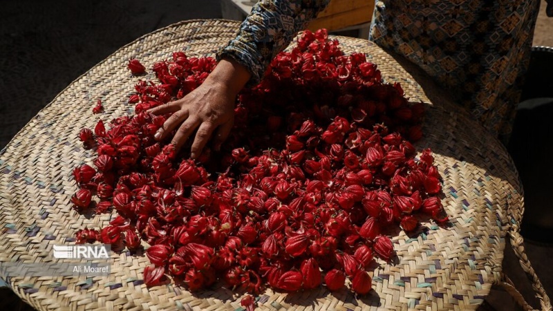 ایران کے صوبہ سیستان وبلوچستان میں ترش چائے کی پیداوار