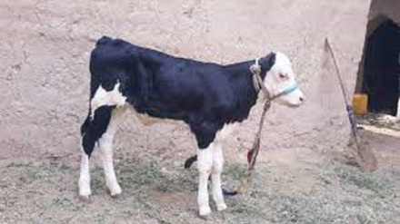 ننګرهار کې د څارویو د نسلونو اصلاح 