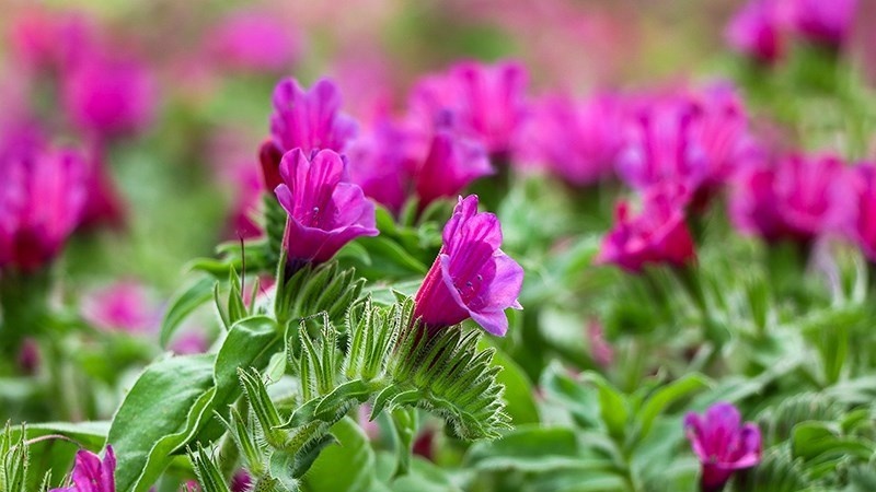   چنینی گوڵە گۆزروان لە ناوچەی ئێشکێوەری گیلان