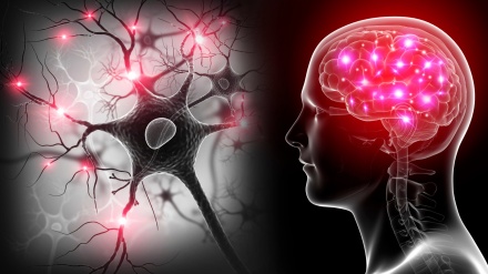   ناوەندە کۆئەندامە دەمار؛ ئەرکەکان، نەخۆشییەکان و ڕێگاکانی پاراستنی
