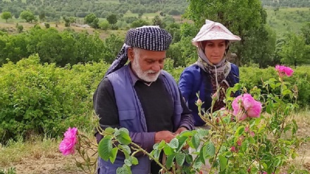 فێستیڤاڵی گوڵاوگرتنەوە لە بانە