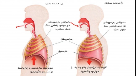 هەموو زانیاریێک لەسەر میکانیزمی هەناسەدان