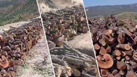 Birrîna daran li Gabarê gelê navçeyê dilnigeran dike