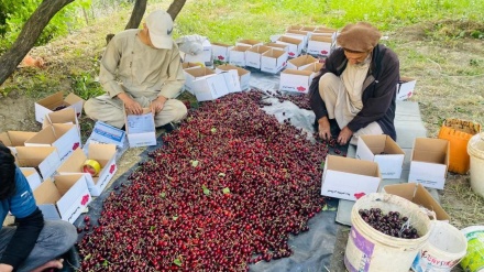 صادرات 100 تن گیلاس پنجشیر به روسیه