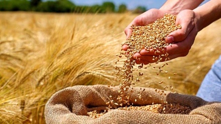 پشتیوانیی جووتیارانی سلێمانی لە خەڵکی غەززە