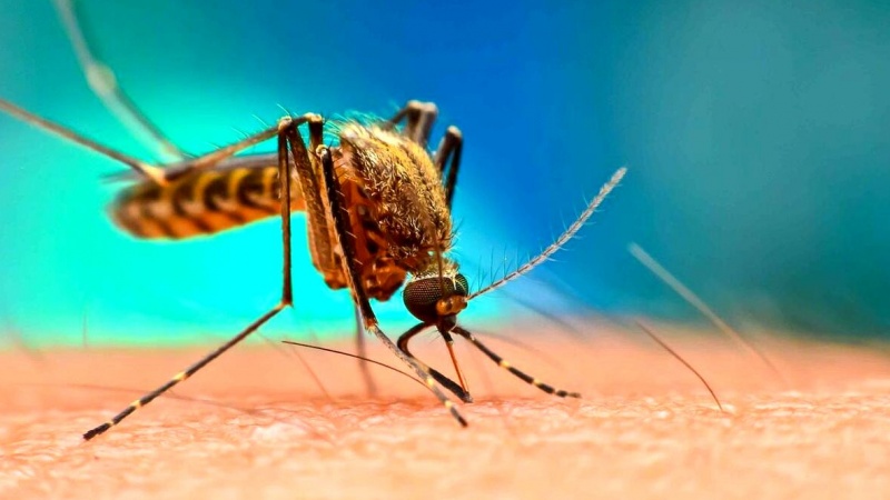 پاکستان کے صوبہ سندھ میں ملیریا کے بڑھتے کیسز