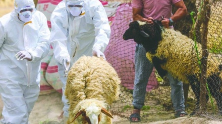 هاوردەکردنی ئاژەڵ و بەرهەمەکانی لە تورکیاوە قەدەغە دەکرێت