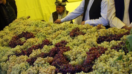 رشد چشمگیر زراعت در هرات؛ تولید ۱۸۰ هزار تن انگور و ۱۰ هزار تن انجیر