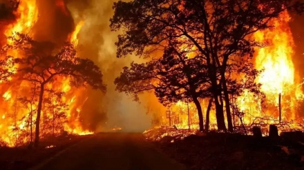  Agirpêketina daristanan li Tirkiyê