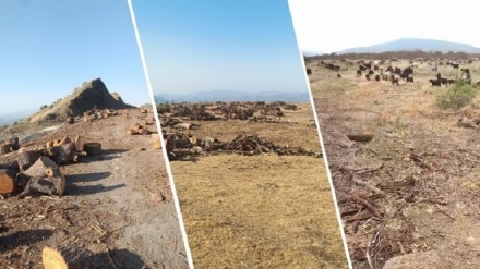 Birrîna daran li navçeya Bestayê didome