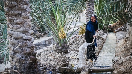 بەردانی ئاو بۆ ئاودێران و بووژاندنەوەی دارخورماکانی شارستانەکانی شادیگان و ماهشەهر