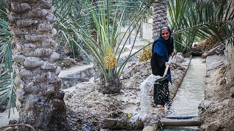 بەردانی ئاو بۆ ئاودێران و بووژاندنەوەی دارخورماکانی شارستانەکانی شادیگان و ماهشەهر