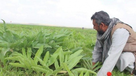 حرکت تازه در زراعت افغانستان؛ کشت گیاه هنگ در ولسوالی شیخ‌علی آغاز شد