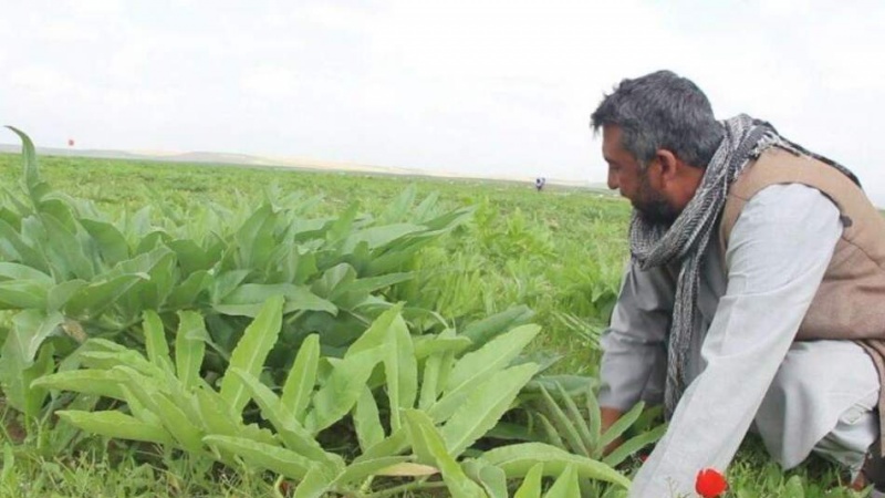 حرکت تازه در زراعت افغانستان؛ کشت گیاه هنگ در ولسوالی شیخ‌علی آغاز شد
