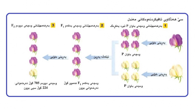تاقیکردنەوەکانی مەندڵ لە بۆماوەزانیدا
