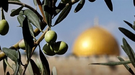 هزاران درخت زیتون در کرانه باختری توسط اشغالگران ریشه‌کن گردید