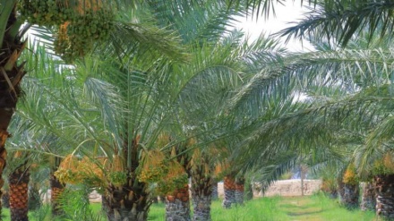 ننگرهار به قطب تولید خرما تبدیل می‌شود 