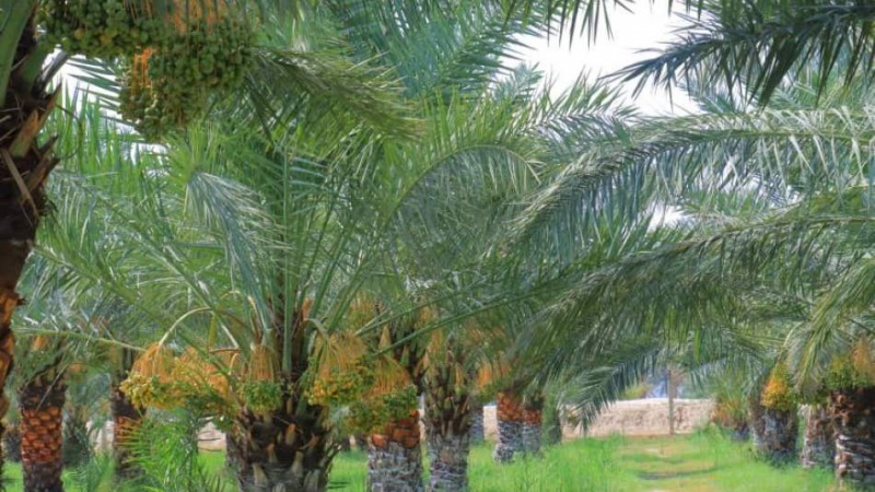 ننگرهار به قطب تولید خرما تبدیل می‌شود 