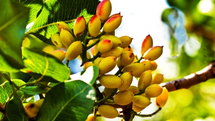 ایران میں پستے کی پیداوار (ویڈیو)